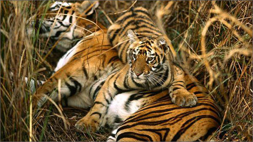 เวียดนามให้ความสำคัญต่อการประชาสัมพันธ์ให้ลดการบริโภคผลิตภัณฑ์จากสัตว์ป่า